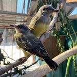Ruth Melichar Bird Center - @ruthmelicharbirdcenter - Instagram