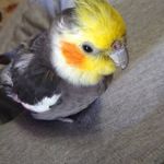 Ruth - @ruth_the_bird - Instagram