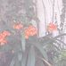 Ruth Blumenfeld - Facebook