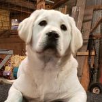 Ruth ann Braun - @loganacrelabradors - Instagram