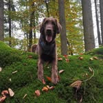 Ruth Braun - @flat_bendix - Instagram