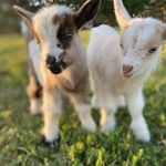 RuthAnn Burkhalter - @ruthannburkhalter - Instagram