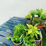 Ruth Cade - @tiny.yard.garden - Instagram