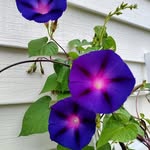 Ruth Carrier - @carrier4860 - Instagram