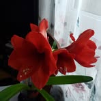 Ruth Charbonneau - Facebook