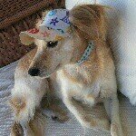 Ruth Dog a vira mais linda! - @clickruth - Instagram