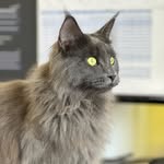 Ruth 👑Maine Coon👑 - @ruth.mainecoon.official - Instagram