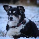 Ruth Couture - @m4corgis - Instagram