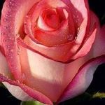 Ruth Crane - @blurosescry - Instagram