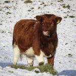 Ruth Dalton - @whinpotfarmruth - Instagram