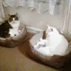 user4896012365204 - @ruthlynndoane - TikTok