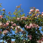 Ruth Eckhardt - @albertine_52 - Instagram