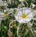 Ruth Ettinger - Facebook