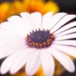 Ruth Ewing - @ruthewing - Instagram