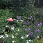 Ruth Falconer - Facebook