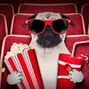 Koko Thedog - @ruthfarrell2010 - TikTok