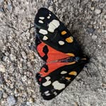 Ruth Farrell - @fertleby - Instagram
