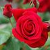 Ruth Ferrell - Facebook