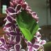 Ruth Flinn - Facebook