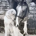 Ruth Forster - @woodys.vetphysio - Instagram