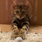 Ruth Forster - @purrs_with_grace - Instagram