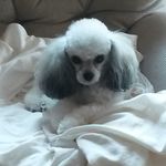 Ruth Anne Freese - @irishannie99 - Instagram