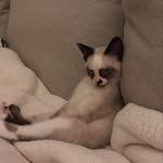 Ruth Gable - @frankie_the_cat_13 - Instagram