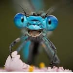 Ruth Gable Fry - @dragonflyriveter - Instagram