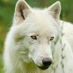 Ruth Ann Gaston - @firefoxis_cool - Instagram