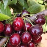 Ruth golan - @golan339 - Instagram