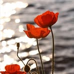 Ruth Goldman - Facebook