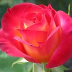 Ruth Goldman - Facebook
