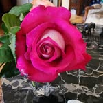 Ruth Hammer - @hrhammer123 - Instagram