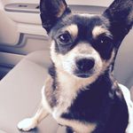 Ruth Hannon - @armando.dog.1 - Instagram