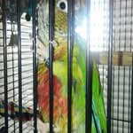 ruth haskins - @cris_the_conure - Instagram