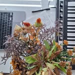Ruth Helgeson - @estellmilumtd - Instagram