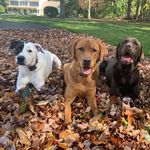 Marshall, Ruth, Howie, Nolan & JJ - @3dogs_1horse - Instagram