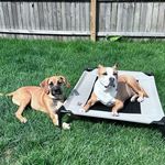 Ruth 👑 & Hubert 🐾 - @pittie_and_a_half - Instagram