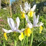 Ruth Irving - @alru_farm_gardens - Instagram