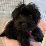 Ruthie Krantz - @ruthietheschnoodle - Instagram