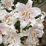 Ruth Link Freiermuth - @linkfreiermuth - Instagram