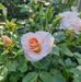 Ruth Low - Facebook