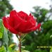 Ruth Maas - Facebook