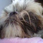 ruth mccurry - @lola_mccurry_doggie_life - Instagram