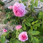 Ruth Miles - @ruth_k_miles - Instagram