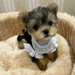 HK约瑟爹利犬 - @ruthnorth567mpr - Instagram