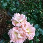 Ruth Nyberg - Facebook