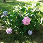 Ruth Olsen - @olsenra81 - Instagram