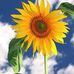 Ruth Parman - Facebook