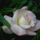 Ruth Ann Piatt - Facebook